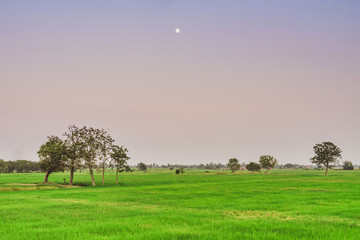 A group of herons perched on the tree in rice field for relax in the evening after the sun goes down and the moon is rising.