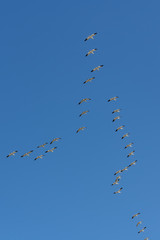 Snow gooses flying in blue sky in Canada, beautiful white birds during the migration 