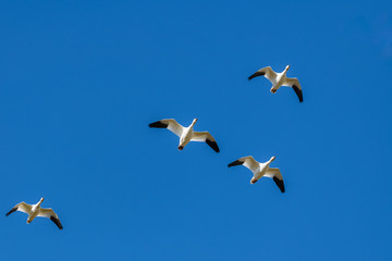 Snow gooses flying in blue sky in Canada, beautiful white birds during the migration 