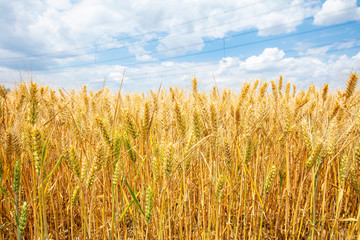 Fototapeta premium The wheat fields are under the blue sky and white clouds