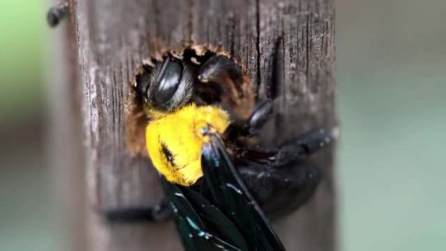 Xylocopa latipes or Tropical carpenter bee nesting in a dry wood