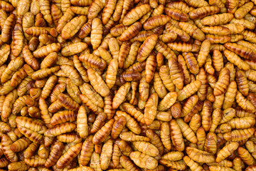 Silkworm pupae