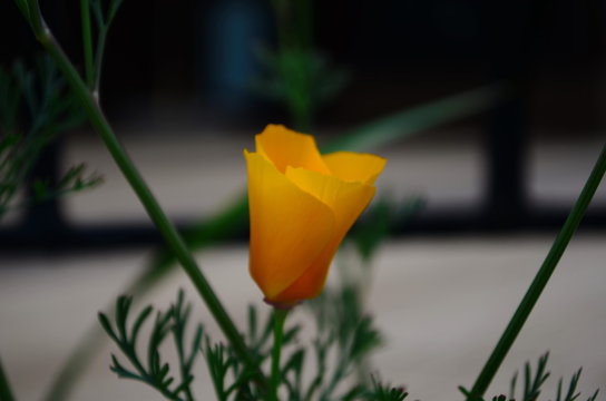 Brilliant yellow flowers of Eschscholzia californica a species of flowering plant in family Papaveraceae are bright. - Powered by Adobe