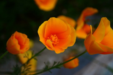 Brilliant yellow flowers of Eschscholzia californica a species of flowering plant in family Papaveraceae are bright.