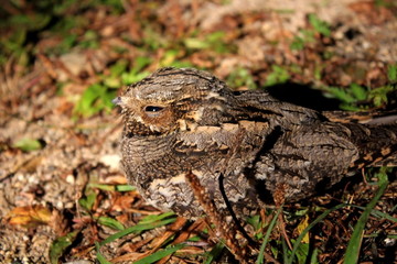 A rare bird with soft plumage hiding in the background of field vegetation