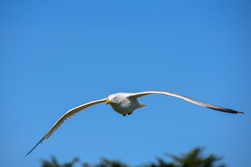 Goeland argenté en vol