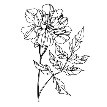 Vector Marigold floral botanical flowers. Black and white engraved ink art. Isolated tagetes illustration element.