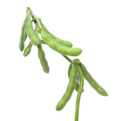 Fresh harvested soybean edamame plant isolated on white background