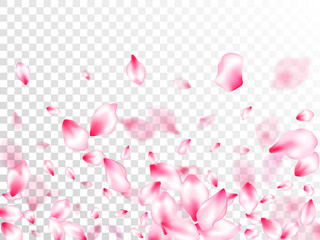 Obraz na płótnie Canvas Pink sakura petals confetti flying and falling