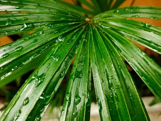 green leaf with water drops