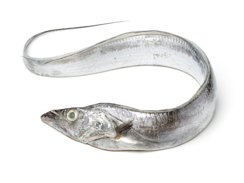 Asian Ribbon Fish On White Background