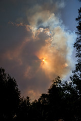 Australian bushfire: trees silhouettes and smoke from bushfires covers the sky and glowing sun barely seen through the smoke