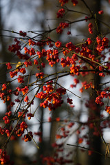 Ephedra orange berries in pink shells on branches in autumn.