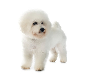 Bichon Frise in studio