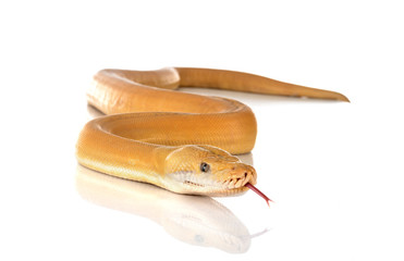 Reticulated python in studio
