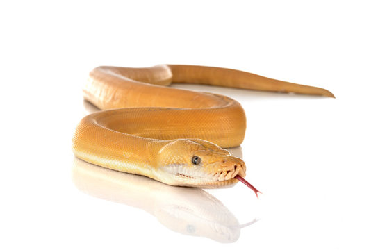 Reticulated python in studio