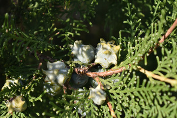 Some nuts on pine tree - macro