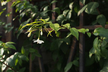 Wrightia religiosa  branches and leaves in Thailand