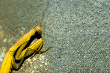 Close up view of mantis sitting on concrete wall - macro with copy space