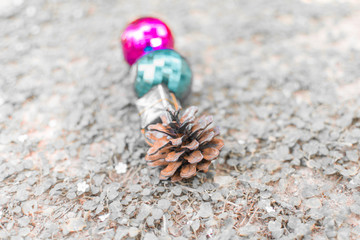 pine cone on the grass