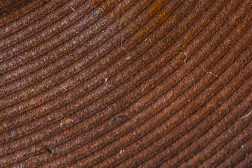 Cast-iron pancake of enameled kitchen electric stove close-up, macro shot. Dirt stuck in the ribs, corrosion of old heating elements.