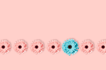 Seven daisies, chamomile or gerbera flower isolated at pastel pink background.
