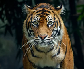 Foto auf Glas Ein stolzer Sumatra-Tiger, der herumstreicht und direkt in die Kamera schaut © Steve Munro