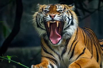 Zelfklevend Fotobehang Een trotse Sumatraanse tijger met een enorme grom en ontblote tanden © Steve Munro