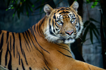 Landscape image of a Sumatran Tiger