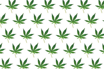 Fototapeta premium Hemp or cannabis leaf pattern on white background.