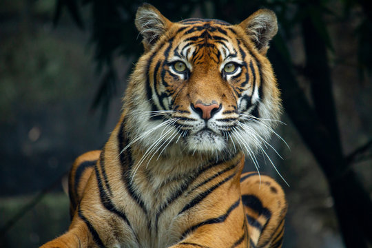 An inquisitive Sumatran Tiger looking directly at the camera