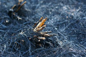 Rice straw that was burned to ashes