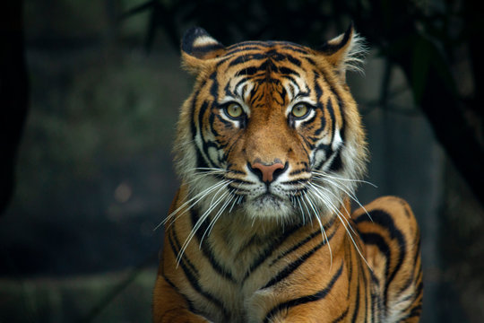 Proud Sumatran Tiger laying down and looking straight at the camera 2
