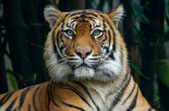 Proud Sumatran Tiger laying down and looking straight at the camera