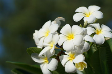 Obraz na płótnie Canvas Plumeria flowers are good, white on a bright day.