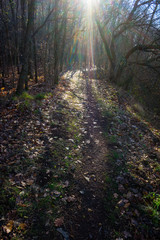 hiking trail walkway footpath lane at november forest, fallen leaves and tree shadow