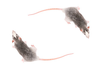 Two Young gray rats isolated on white background. Rodent pets