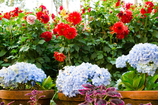 Flower Garden