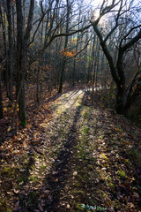 hiking trail walkway footpath lane at november forest, fallen leaves and tree shadow