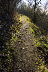 hiking trail walkway footpath lane at november forest, fallen leaves and tree shadow