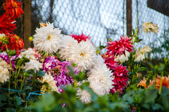 Flower Garden at Kumily, Kerala