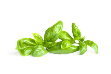Fresh green basil leaves isolated on white