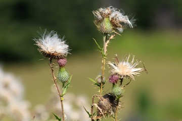 bee on thistle