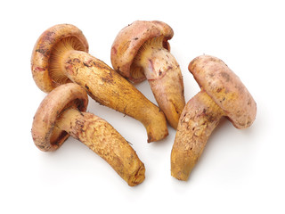 boletus mushrooms on white background