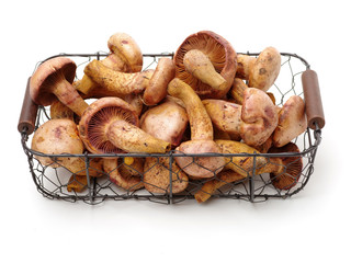boletus mushrooms on white background