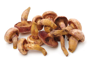 boletus mushrooms on white background