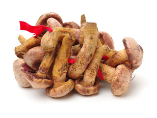 boletus mushrooms on white background