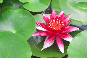 Lily lotus flowers bright red petal patterns blooming with water drops on green leaves background in natural pond close up