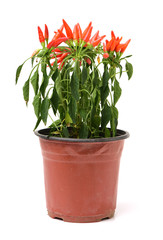 Fresh Paprika, seedling in a pot on white background