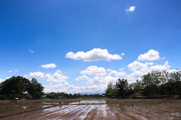 Bright blue sky with white clouds group pattern floating and Landscape nature of land prepare for plant rice field  , agricultural area rural view background